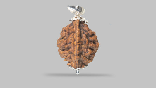 2 MUKHI RUDRAKSHA (29.48 mm)