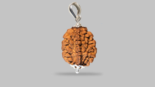 2 MUKHI RUDRAKSHA (28.11 mm)