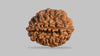 2 MUKHI RUDRAKSHA (29.35 mm)
