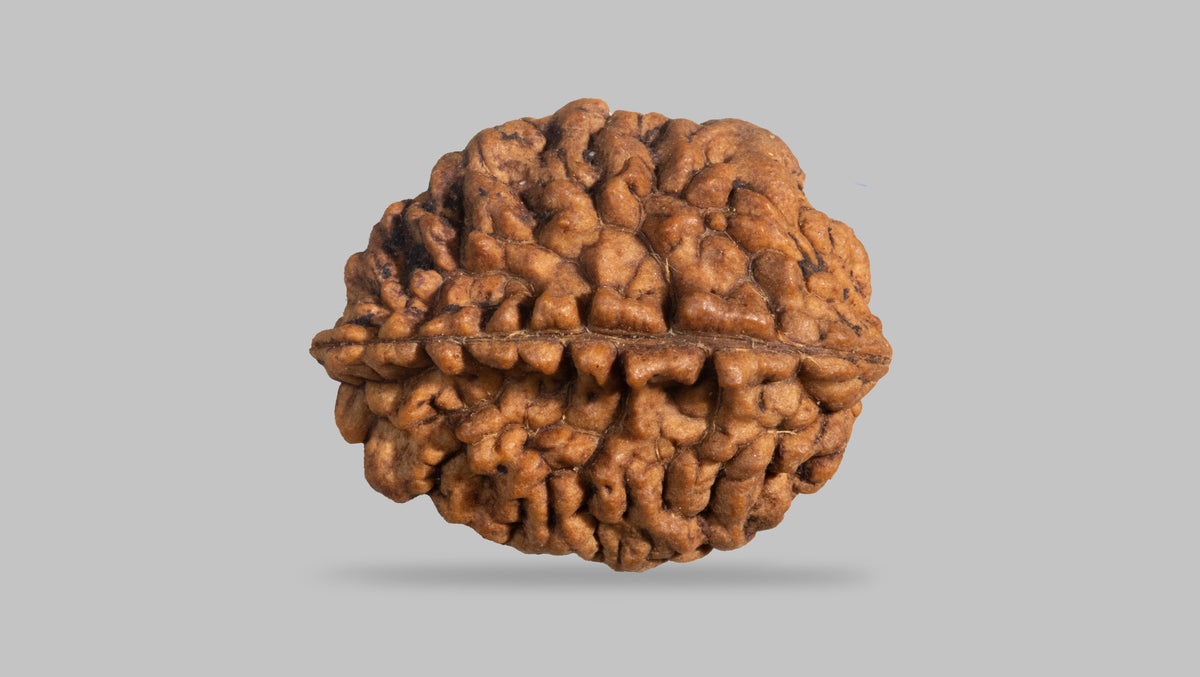 2 MUKHI RUDRAKSHA (29.35 mm)