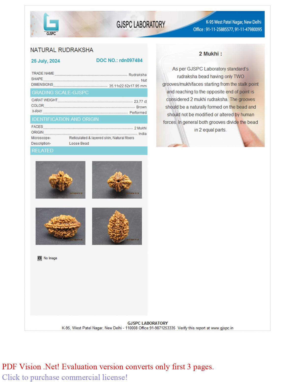 2 MUKHI RUDRAKSHA (35.11 mm) / 26.15 Ratti