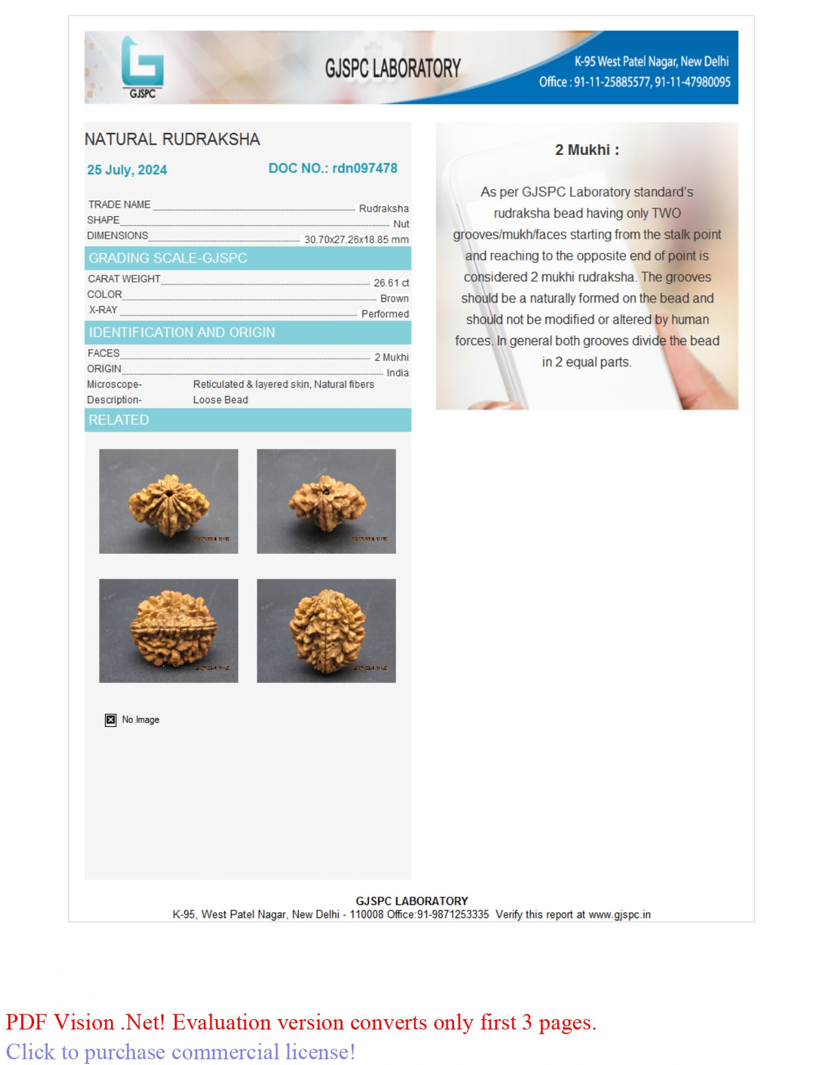 2 MUKHI RUDRAKSHA (30.70 mm) / 29.27 Ratti