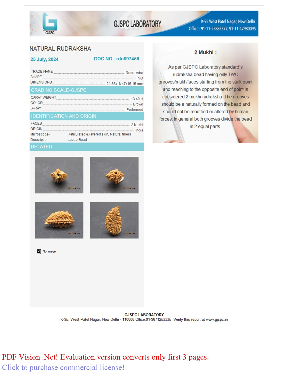 2 MUKHI RUDRAKSHA (21.55 mm) / 14.74 Ratti