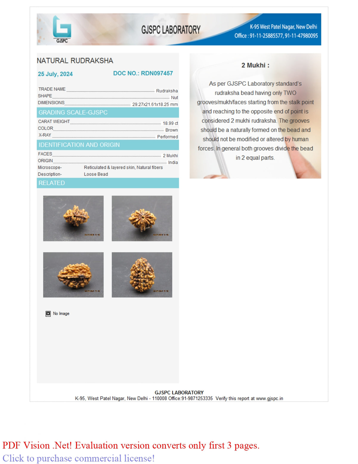 2 MUKHI RUDRAKSHA (29.27 mm)