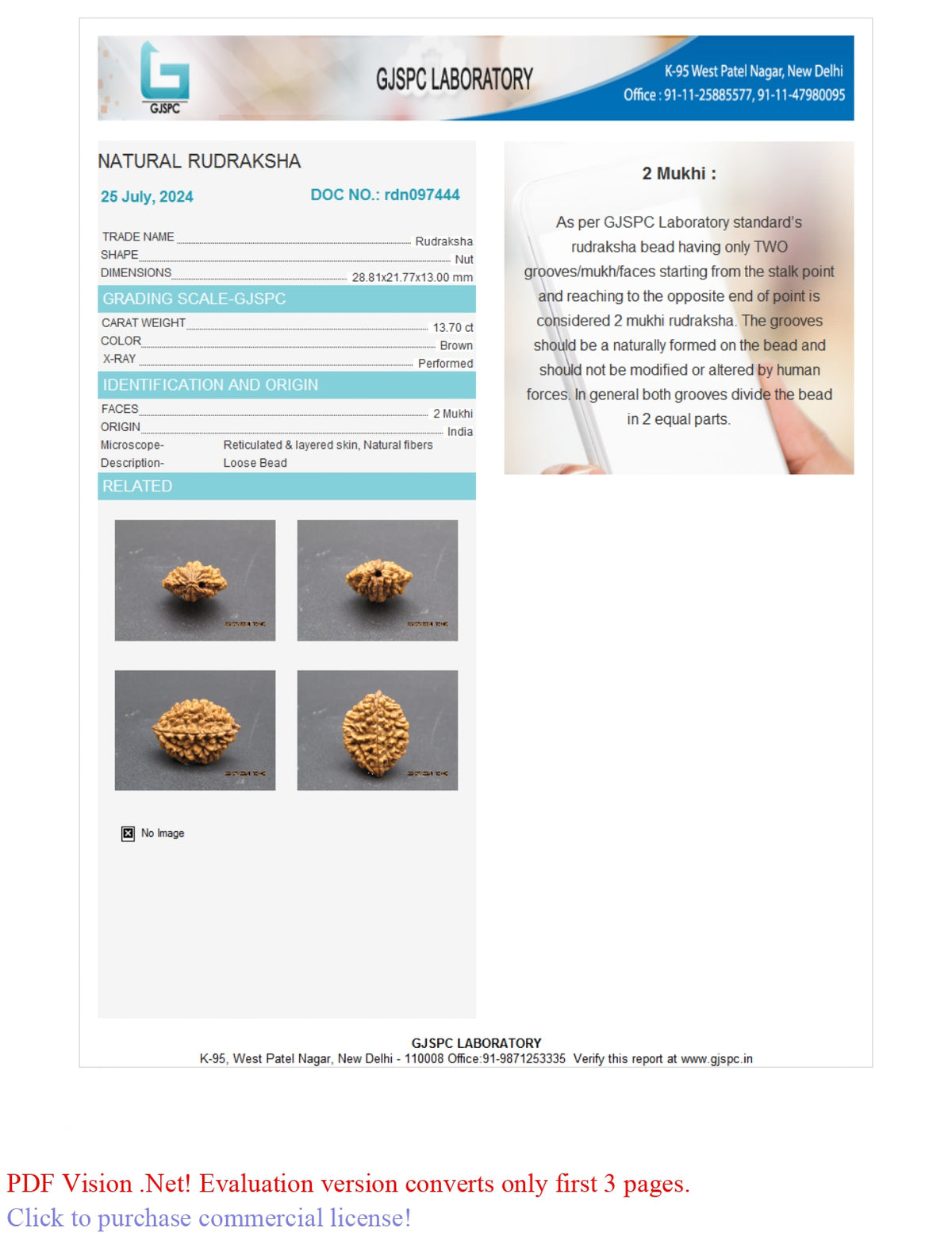 2 MUKHI RUDRAKSHA (28.81 mm) / 15.07 Ratti