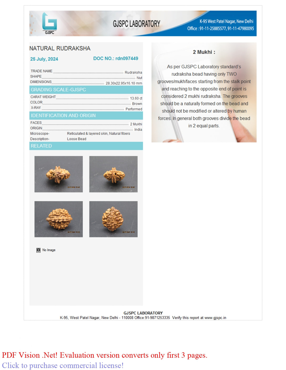 2 MUKHI RUDRAKSHA (28.30 mm)