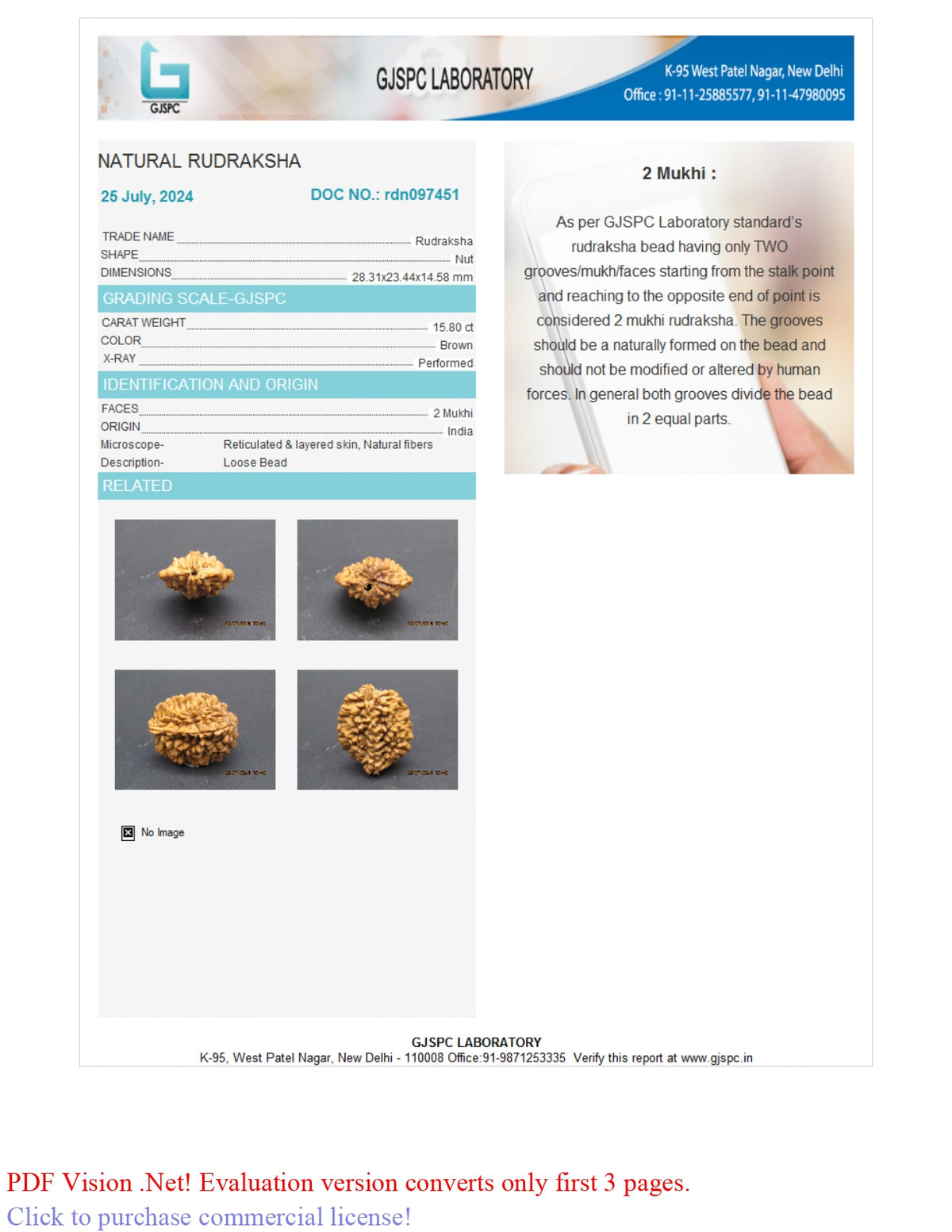 2 MUKHI RUDRAKSHA (28.31 mm) / 17.38 Ratti