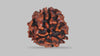 3 MUKHI RUDRAKSHA (22.70 mm) / 16.68 Ratti