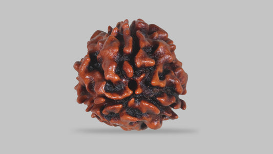 3 MUKHI RUDRAKSHA (22.70 mm) / 16.68 Ratti
