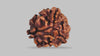 3 MUKHI RUDRAKSHA (22.30 mm) / 17.38 Ratti