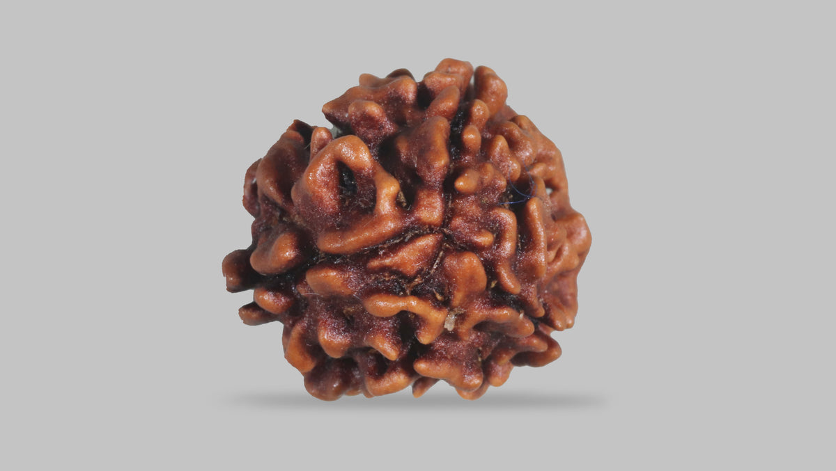 3 MUKHI RUDRAKSHA (22.30 mm) / 17.38 Ratti