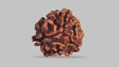 3 MUKHI RUDRAKSHA (22.30 mm) / 17.38 Ratti