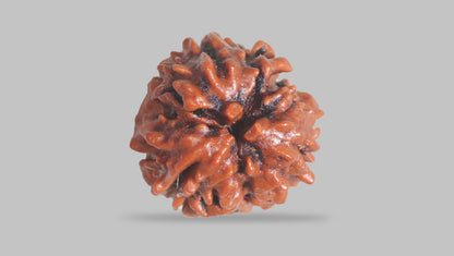 3 MUKHI RUDRAKSHA (21.15 mm) / 15.46 Ratti