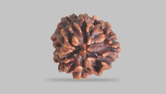 3 MUKHI RUDRAKSHA (23.52 mm) / 24.6 Ratti