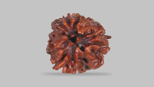 3 MUKHI RUDRAKSHA (22.76 mm) / 18.1 Ratti