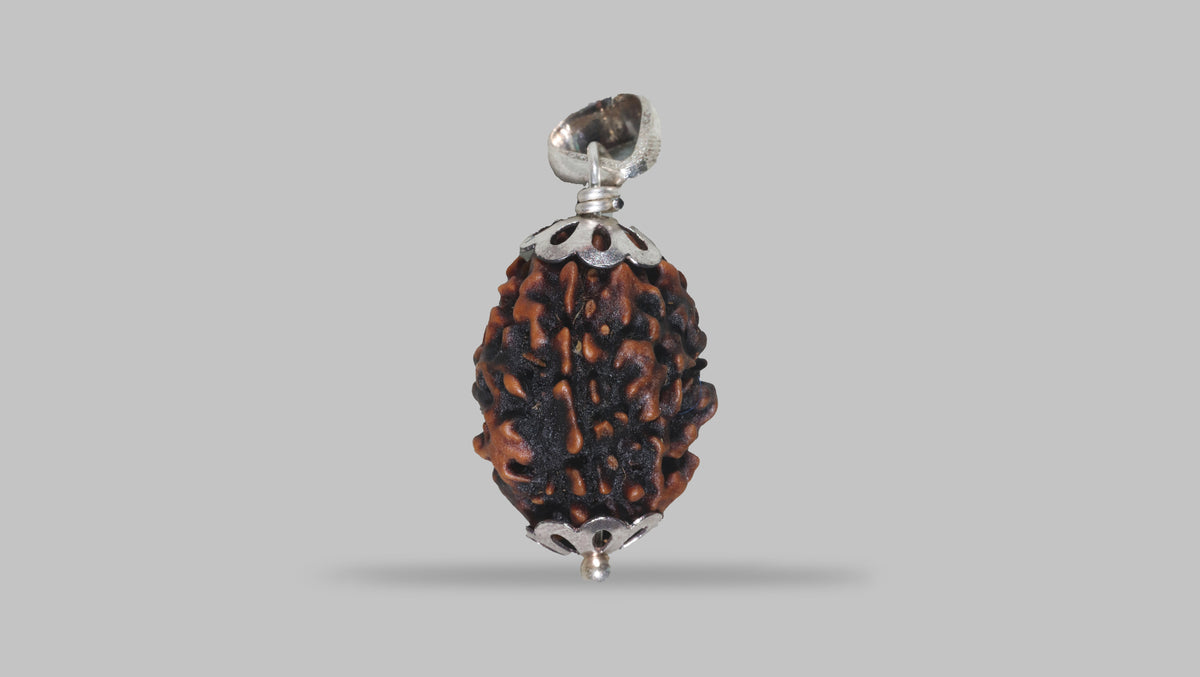 3 MUKHI RUDRAKSHA (22.33 mm) / 17.66 Ratti