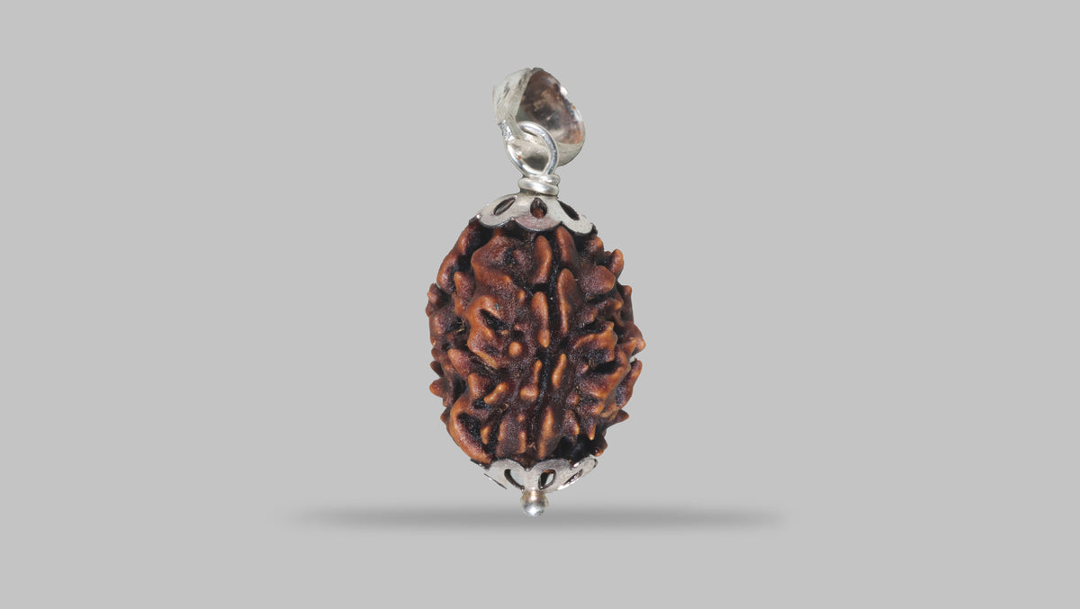 3 MUKHI RUDRAKSHA ( 21.25 mm) / 18.04 Ratti