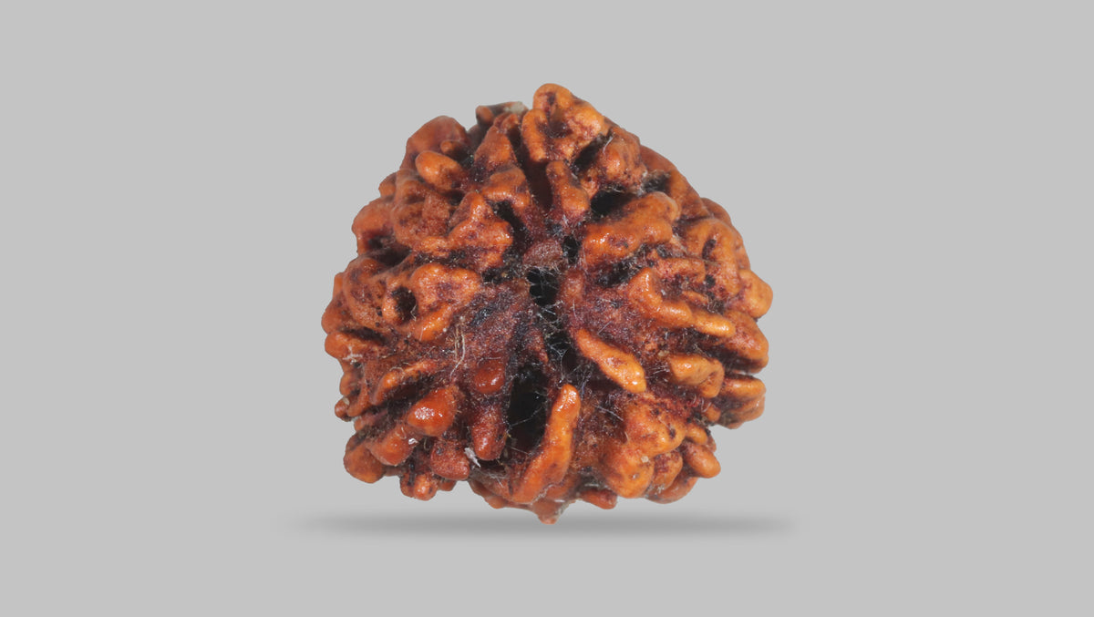 3 MUKHI RUDRAKSHA (20.80 mm) / 14.63 Ratti