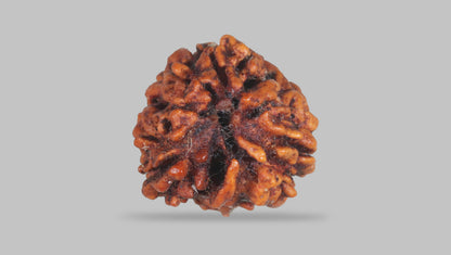 3 MUKHI RUDRAKSHA (20.80 mm) / 14.63 Ratti
