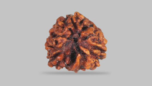 3 MUKHI RUDRAKSHA (20.80 mm) / 14.63 Ratti