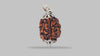 3 MUKHI RUDRAKSHA (20.81 mm) / 16.7 Ratti