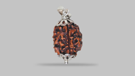 3 MUKHI RUDRAKSHA (20.81 mm) / 16.7 Ratti
