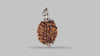 3 MUKHI RUDRAKSHA (23.60 mm) / 21.67 Ratti