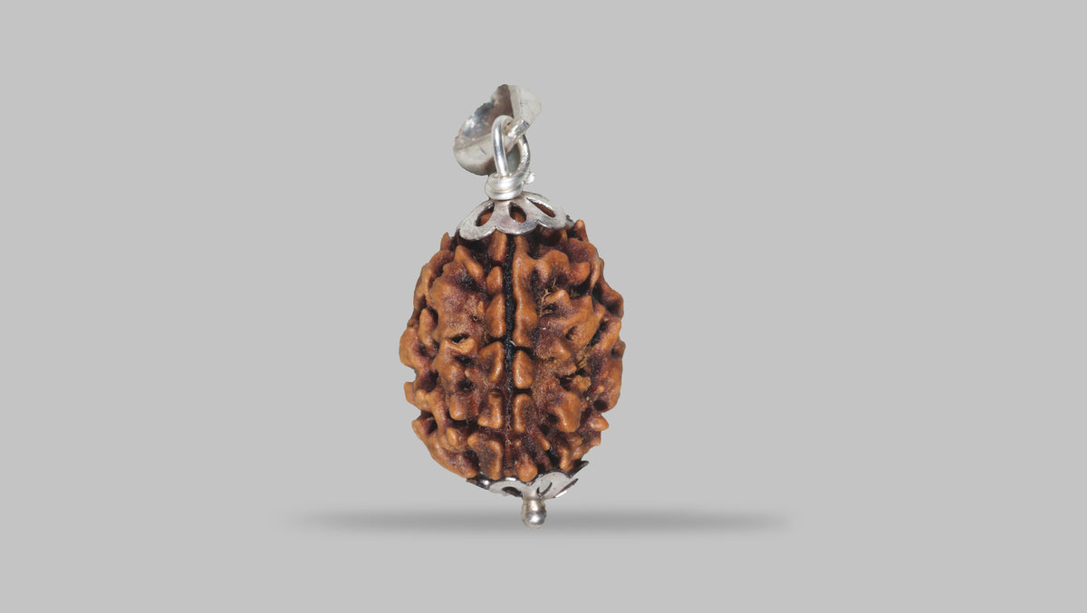 3 MUKHI RUDRAKSHA (23.60 mm) / 21.67 Ratti