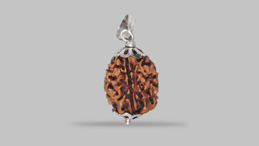 3 MUKHI RUDRAKSHA (20.88 mm) / 16.24 Ratti