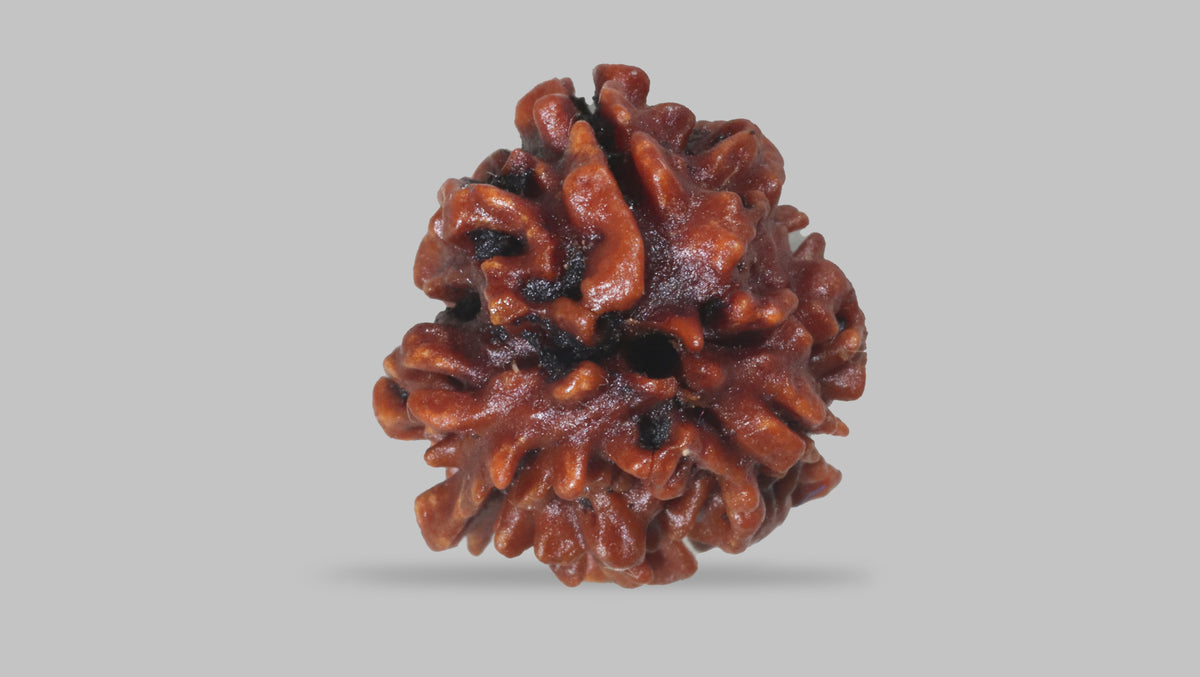 3 MUKHI RUDRAKSHA (20.75 mm) / 12.43 Ratti