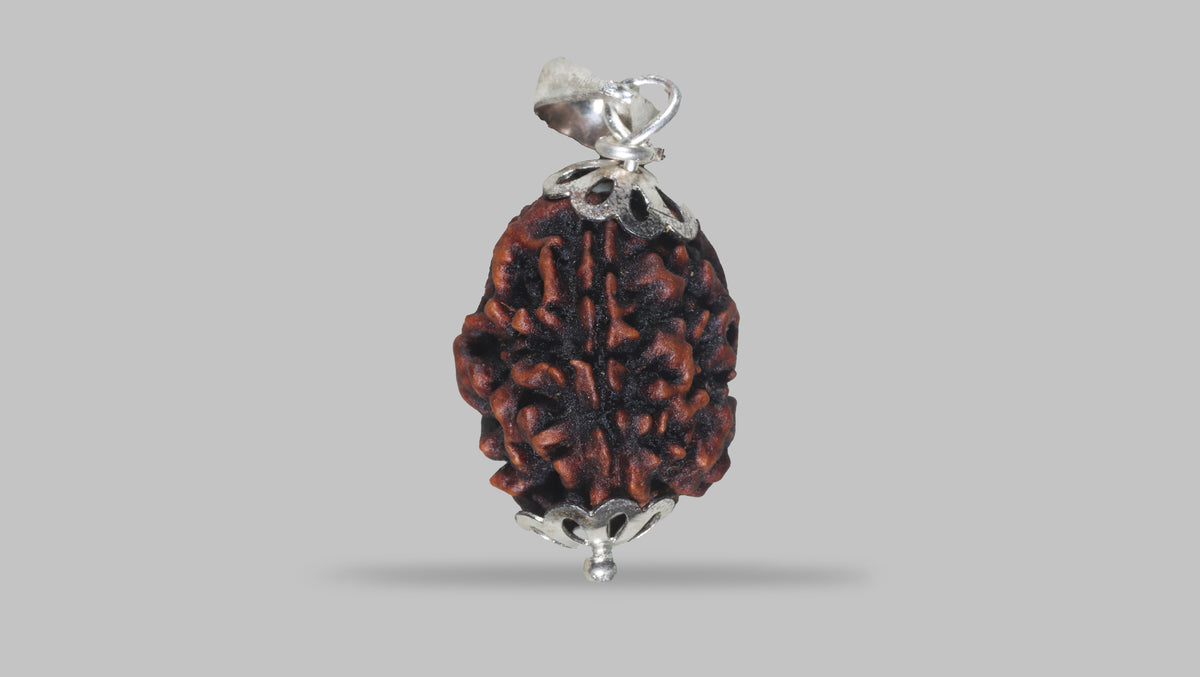 3 MUKHI RUDRAKSHA (21.47 mm) / 20.01 Ratti