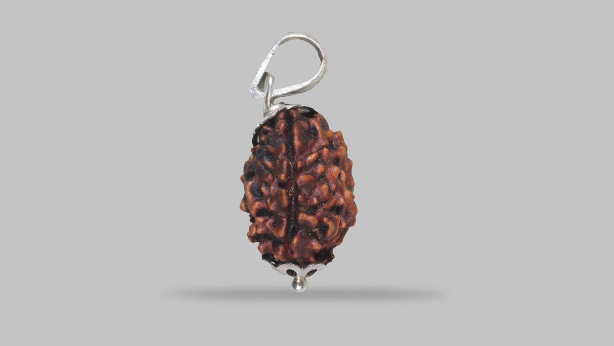 3 MUKHI RUDRAKSHA (22.26 mm) / 17.22 Ratti