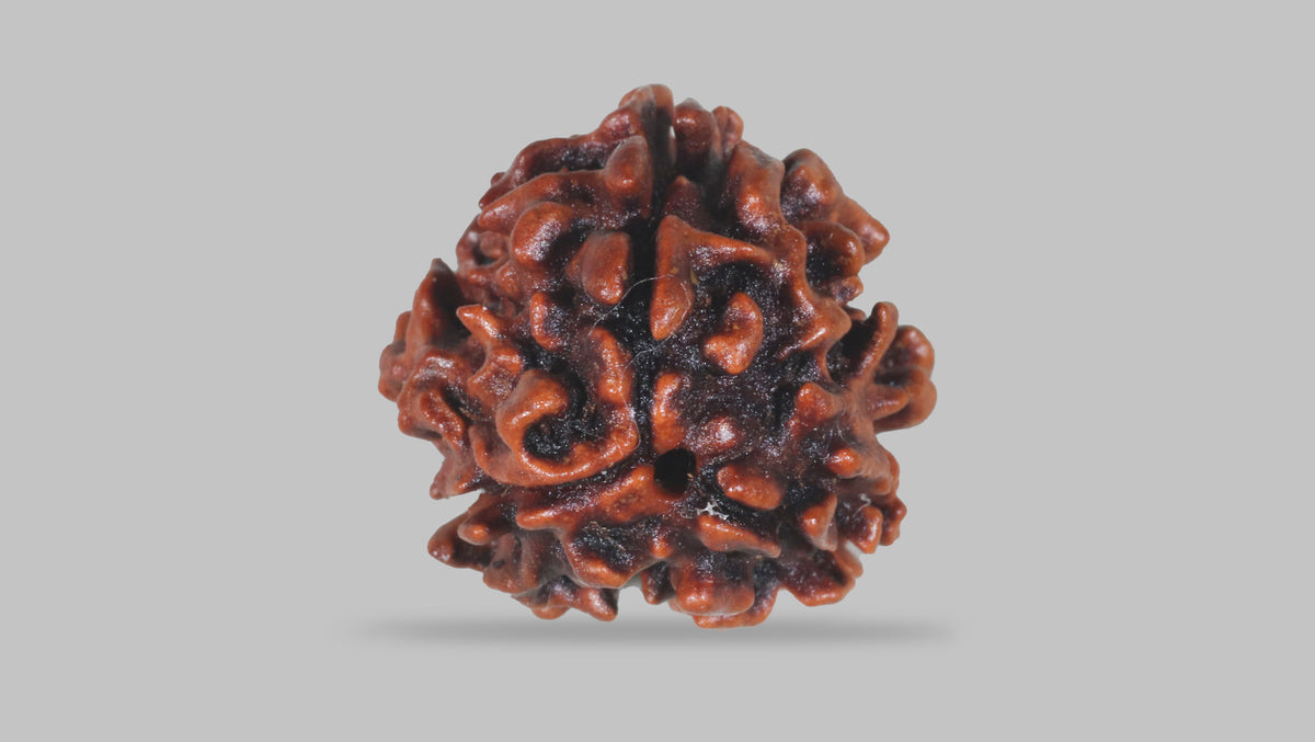 3 MUKHI RUDRAKSHA (21.75 mm) / 16.46 Ratti