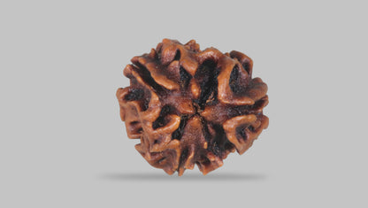 3 MUKHI RUDRAKSHA (20.89 mm) / 17.16 Ratti