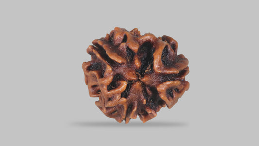 3 MUKHI RUDRAKSHA (20.89 mm) / 17.16 Ratti