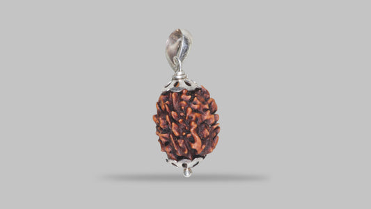 3 MUKHI RUDRAKSHA (21.40 mm) / 15.9 Ratti
