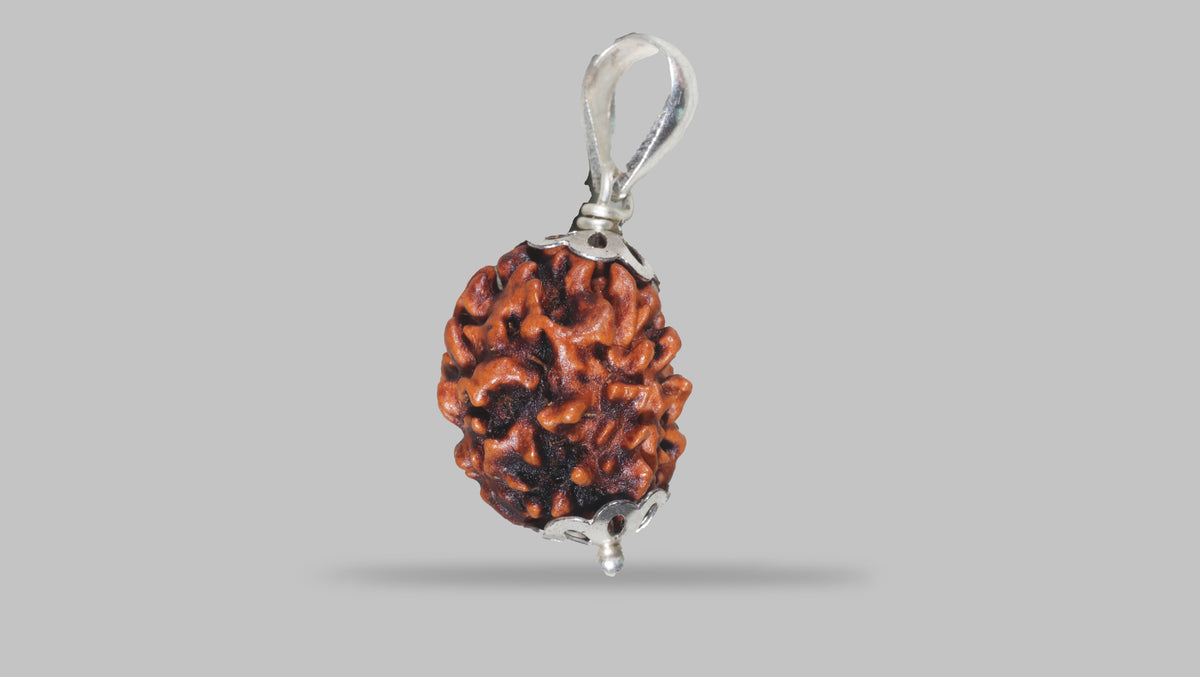 3 MUKHI RUDRAKSHA (19.61 mm) / 15.35 Ratti