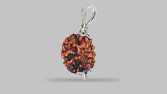 3 MUKHI RUDRAKSHA (19.61 mm) / 15.35 Ratti