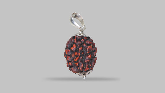 3 MUKHI RUDRAKSHA (21.15 mm) / 18.82 Ratti