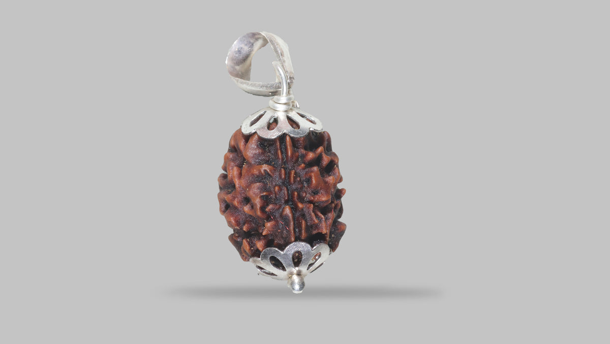 3 MUKHI RUDRAKSHA (20.78 mm) / 14.14 Ratti
