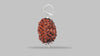 3 MUKHI RUDRAKSHA (22.86 mm) / 15.57 Ratti