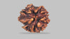 3 MUKHI RUDRAKSHA (23.35 mm) / 16.61 Ratti