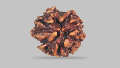 3 MUKHI RUDRAKSHA (23.35 mm) / 16.61 Ratti