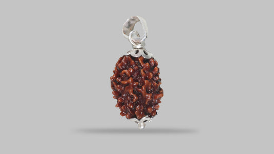 3 MUKHI RUDRAKSHA (20.80 mm) / 16.17 Ratti