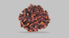 3 MUKHI RUDRAKSHA (22.05 mm) / 15.35 Ratti