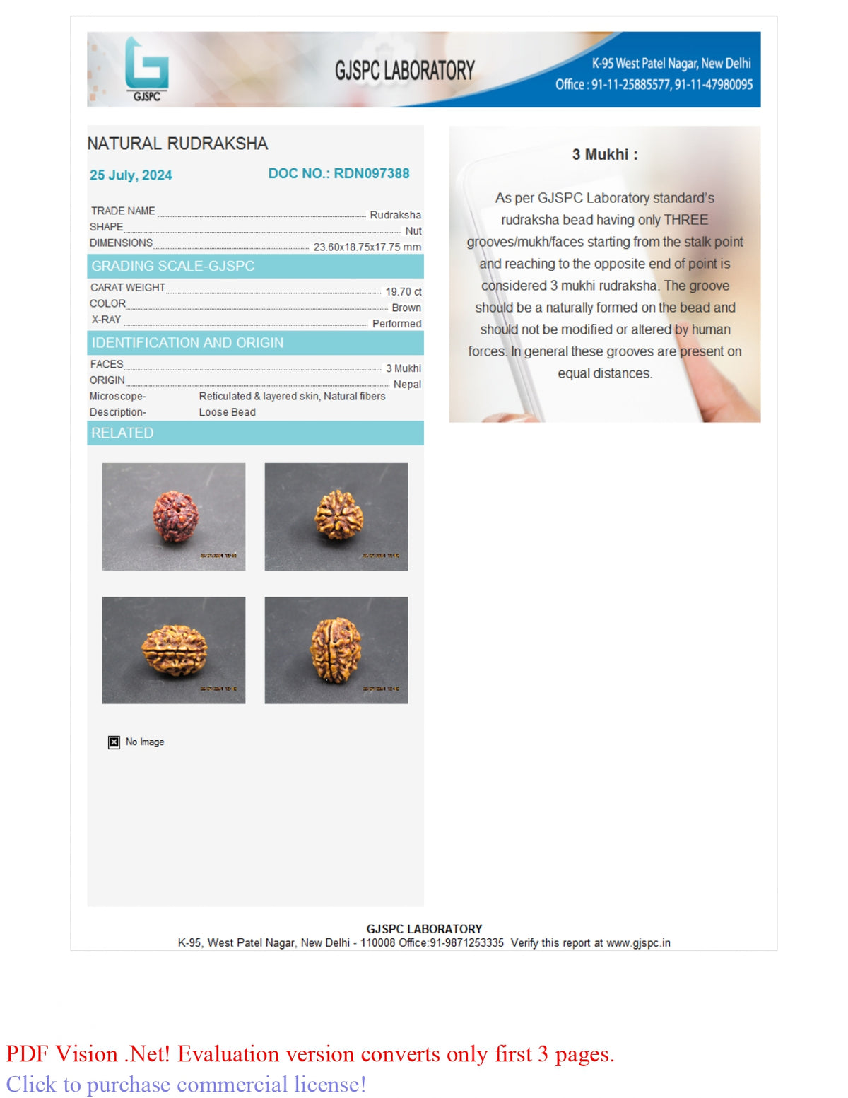 3 MUKHI RUDRAKSHA (23.60 mm) / 21.67 Ratti