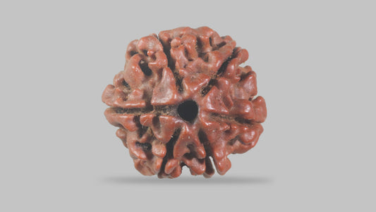 6 MUKHI RUDRAKSHA (19.55 mm) / 14.19 Ratti
