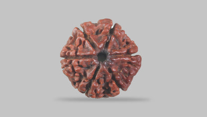 6 MUKHI RUDRAKSHA (19.51 mm) / 15.24 Ratti