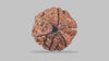 6 MUKHI RUDRAKSHA (17.77 mm) / 12.71 Ratti