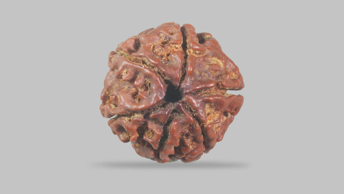 6 MUKHI RUDRAKSHA (17.77 mm) / 12.71 Ratti